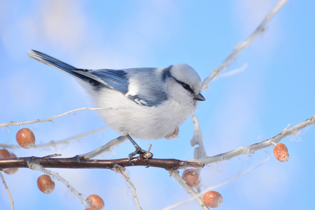 Белая лазоревка